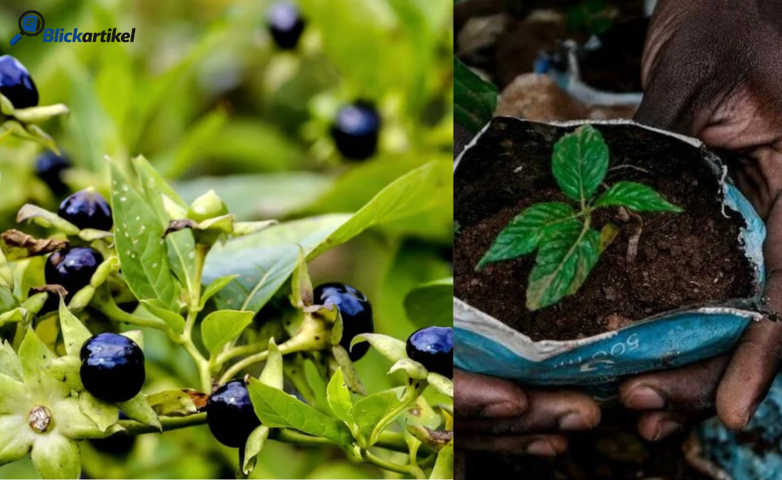 Nachtschattenlähmung