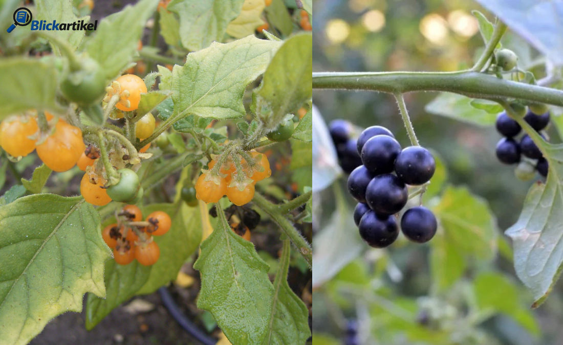 Nachtschattenlähmung